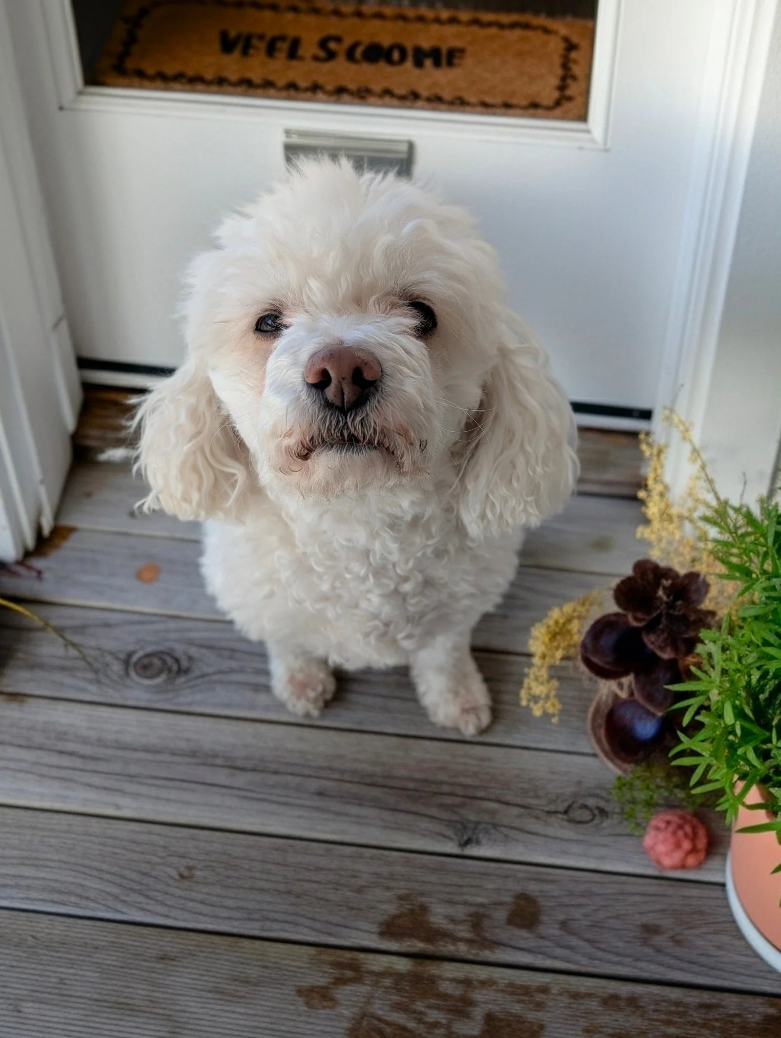 Our dog Sunny